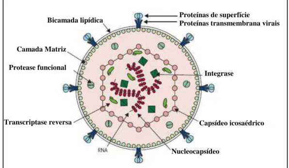 Figura 4  – Desenho esquemático da estrutura e composição de uma partícula viral  madura do HTLV-1 