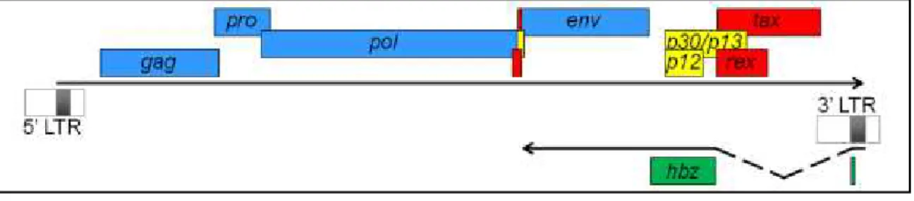 Figura 5  – DNA proviral do HTLV-1  Fonte: Adaptado de Barbeau e colaboradores (2013) 