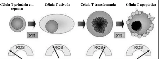 Figura 7  – Modelo de regulação redox de células T infectadas, induzida por p13   Fonte: Adaptado de Silic-Benussi e colaboradores (2010) 