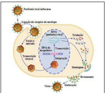 Figura 8  – Ciclo de multiplicação do vírus HTLV-1  Fonte: Adaptado de Laimore e colaboradores (2012) 