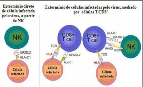 Figura 9  – Extermínio das células infectadas pelo HTLV-1 por células NK e T CD8 + , a partir da  associação de KIR -HLA  