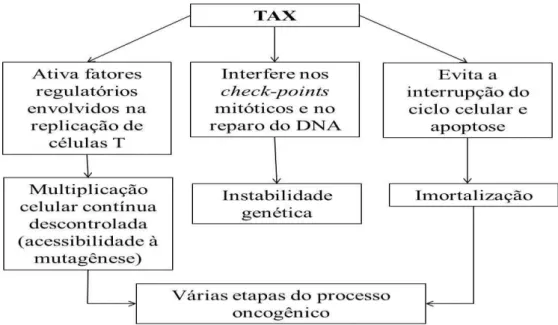 Figura 11 - Fluxograma dos principais efeitos biológicos de Tax que conferem o  seu potencial oncogênico 