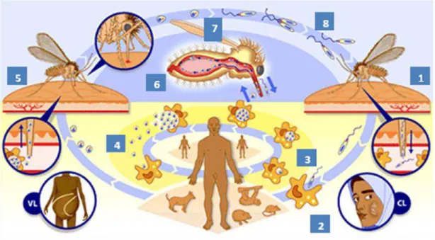 Figura  1:  Ciclo  de  vida  de  Leishmania  spp.  1  –  infecção  do  hospedeiro  vertebrado  por  formas  promastigotas metacíclicas do parasita durante o repasto sanguíneo