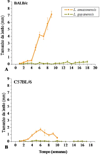 Figura  3:  Progressão  da  lesão  em  camundongos  BALB/c  e  C57BL/6  infectados  com  L