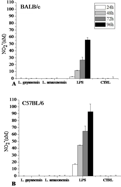 Figura 7: Produção de NO por macrófagos de camundongos BALB//c e C57/BL6 infectados com 