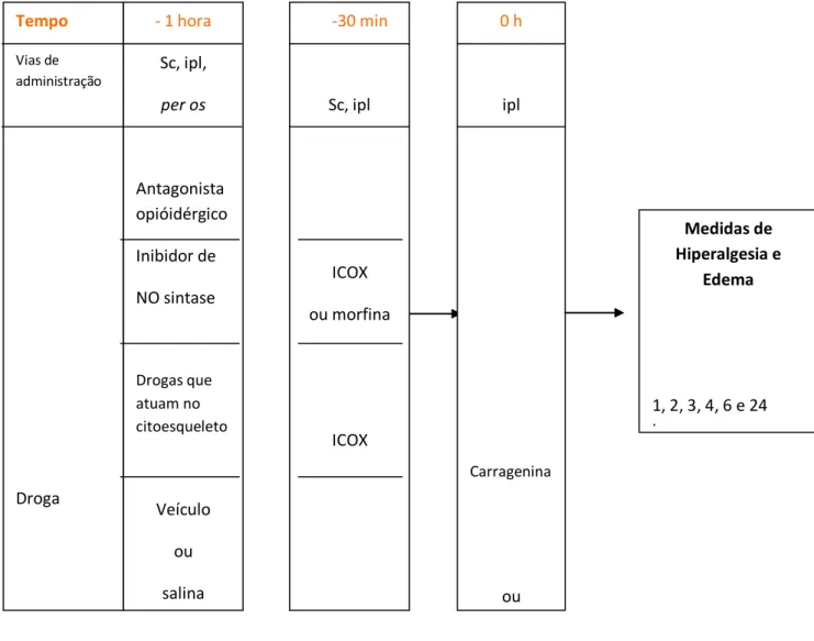 Tabela 1: Resumo dos protocolos experimentais  - 1 hora  Sc, ipl,   per os  Antagonista  opióidérgico   Inibidor de  NO sintase  Drogas que  atuam no  citoesqueleto  Veículo  ou   salina Tempo Vias de administração Droga  -30 min Sc, ipl ICOX  ou morfina  