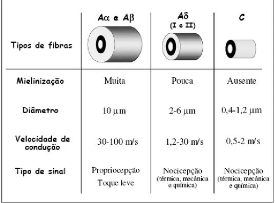 Figura 1 Representação esquemática dos diferentes tipos de neurônio sensoriais 