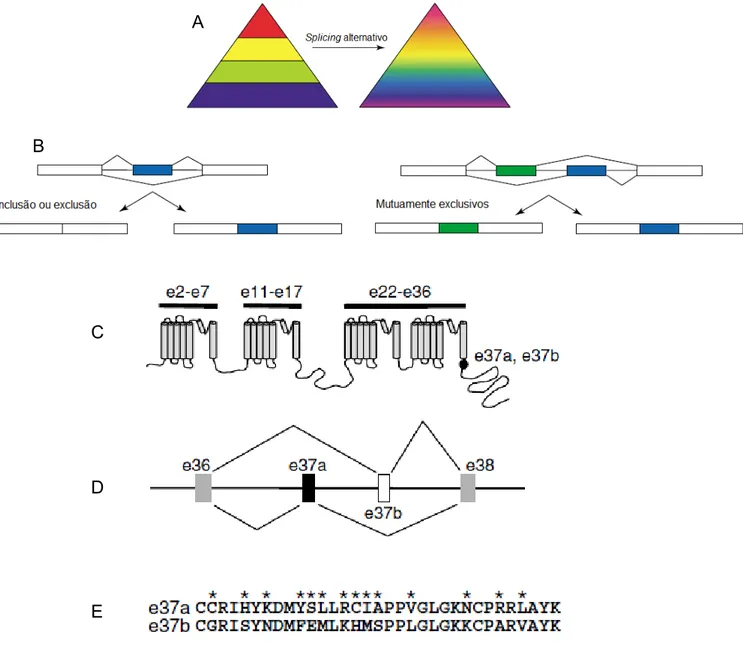Figura 6  Splicing  alternativo da região C-terminal do canal tipo N. (A) Splicing alternativo  gera um espectro de atividades de proteínas