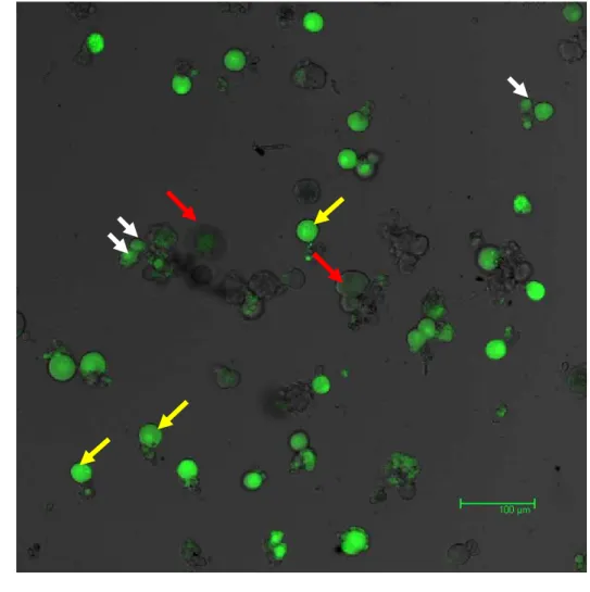 Figura 9 Neurônios do gânglio da raiz dorsal marcados com Fluo-4. DRGs de ratos 