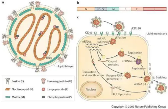 FIGURA 1 – Esquema representativo dos Morbillivirus. (a) Estrutura do vírus; (b) genoma viral e 