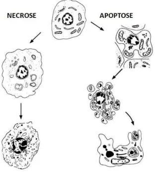 FIGURA  3  –  Principais  diferenças  morfológicas  entre  necrose  e  apoptose.  (Fonte:  http://www.imm.ki.se/sft/text/enews4.htm , adaptado)