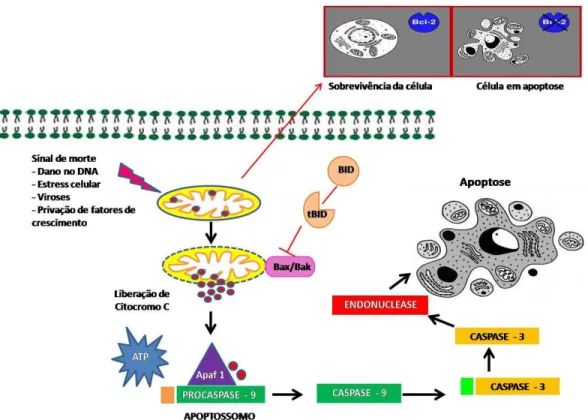 FIGURA 7 – Via de ativação das caspases. Representação esquemática da via intrínseca. Diversos 