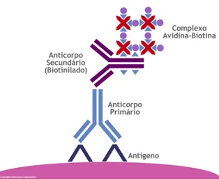 FIGURA  8  –  Representação  esquemática  do  princípio  da  imunocitoquímica  pelo  método  da 