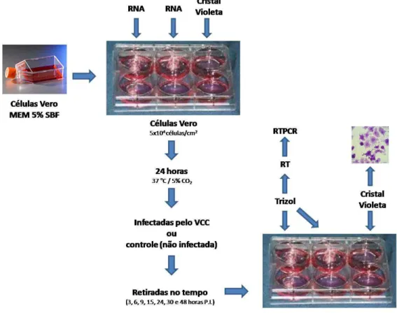 FIGURA 9 – E stratégia utilizada para os ensaios de infecção das células Vero para extração de  RNA e coloração com cristal violeta