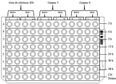 FIGURA  10  –  Diagrama  esquemático  representando  a  estratégia  utilizada  para  a  montagem  da  placa para a reação de PCR em tempo real