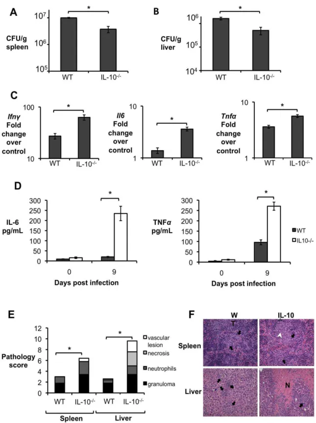 Figure  2.  Lack  of  IL-10  results  in  lower  bacterial  survival  and  increased  pathological  changes  during  early  Brucella  abortus  infection  in  vivo