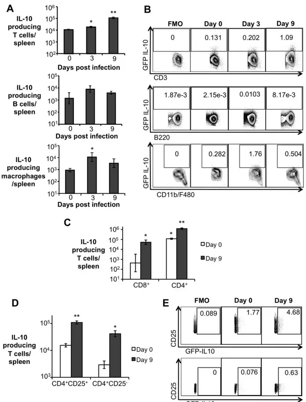 Figure 3. CD4 + CD25 +  T cells are the main producers of IL-10 during early Brucella abortus in vivo 