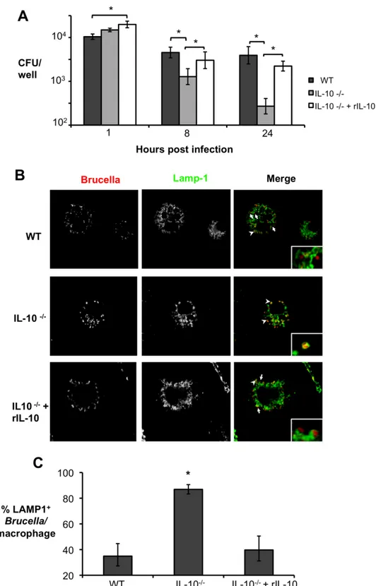 Figure 10. Lack of endogenous IL-10 results in lower Brucella abortus survival inside macrophages  due to bacterial inability to escape the late endosome