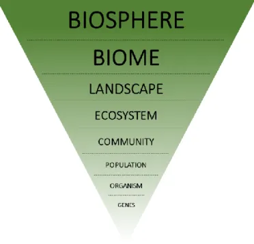 Figure 1 - 5 – Eight levels of biological and ecological organization with increasing degree of complexity and interactions  from bottom to top (based on: (Solomon et al