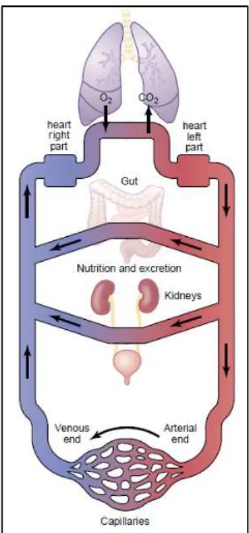 Fig.  1.1    Simplified  scheme  representing  the  organization  of  the  circulatory  system  (adapted  from [1])