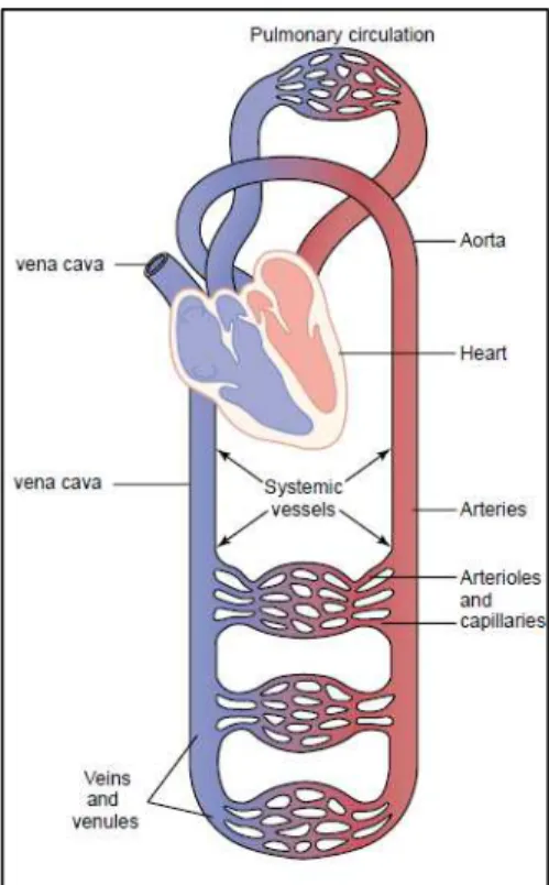 Fig.  1.2    Simplified  scheme  representing  the  organization  of  blood  vessels  in  the  circulatory  system (adapted from [1])