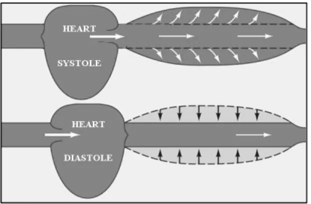 Fig. 1.14 Representation of the effect of the systole and diastole in vessel distensibility