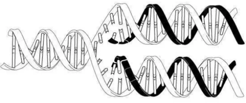Figura 1.1: Duplica¸c˜ao de uma dupla h´elice de DNA: A dupla h´elice original (em branco) se separa em duas fitas simples