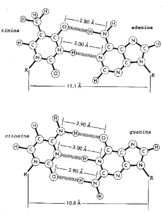Figura 2.7: Emparelhamento das bases do DNA