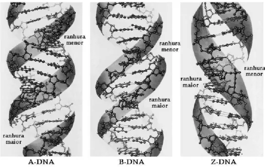 Figura 2.8: Formas mais comuns de DNA dupla h´elice