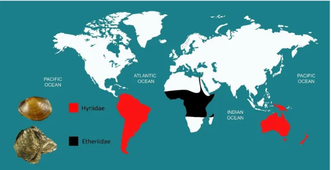 Figure 7. Global distribution map of the freshwater families Hyriidae and Etheriidae. Adapted  from Bogan (2008)