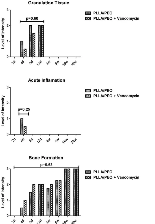 Figure 4 - Histopathological (semi-quantitative) analysis: 0 = absent, 1 = light, 2 = moderate and 3 = intense