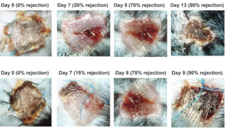 Figure 1 - FTY720 treatment prolongs mouse skin allograft survival. F1 (BALB/c x C57BL/6) mice were donors to C57BL/6 recipients, and skin allograft rejection was determined macroscopically when the graft reached a necrosis level of 90%