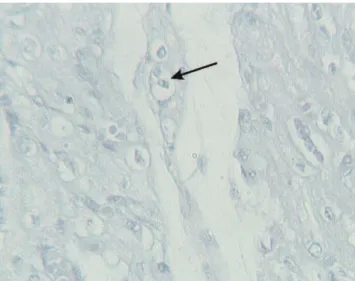 Figure 6 - Changes in cardiomyocytes with respect to recovery time.