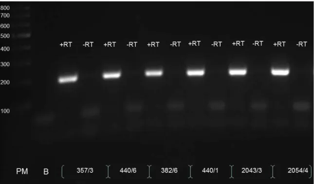 Figura  9:  Foto  de  fragmentos  de  DNA  separados  por  eletroforese  em  gel  de  agarose  e 