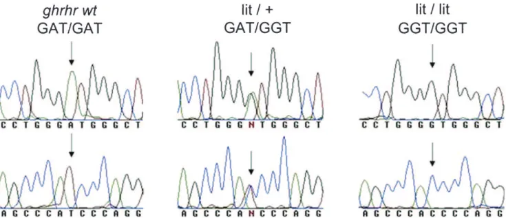 Figure 1 - The germline ghrh-r Asp60Gly mutation analysis was performed by PCR amplification and direct automated sequencing