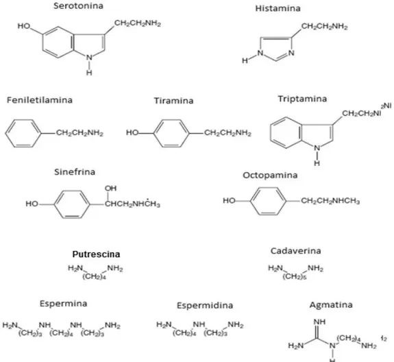 Figura 3.  Estrutura química de algumas aminas bioativas   Fonte: GLÓRIA (2005). 