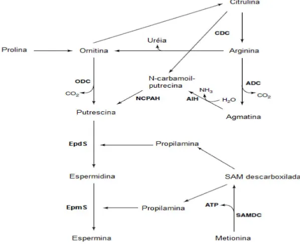 Figura 4.  Via para síntese de poliaminas   Fonte: Glória (2005). 
