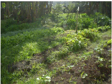 Figura 9.  Vista parcial do Jardim Produtivo com  algumas  culturas  de  frutas  e  hortaliças  setembro, 2011
