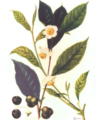 Figura 1 - Camellia sinensis 