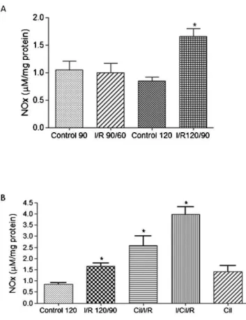 Figure 6 - Concentration of muscle NO metabolites in the Control and ischemia/reperfusion (A) and Control, ischemia/reperfusion and ischemia/reperfusion with cilostazol (B) groups