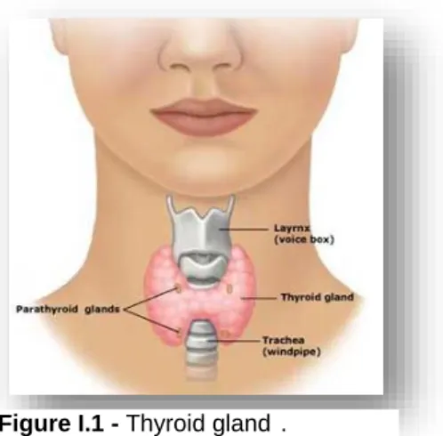 Figure I.1 - Thyroid gland  . 
