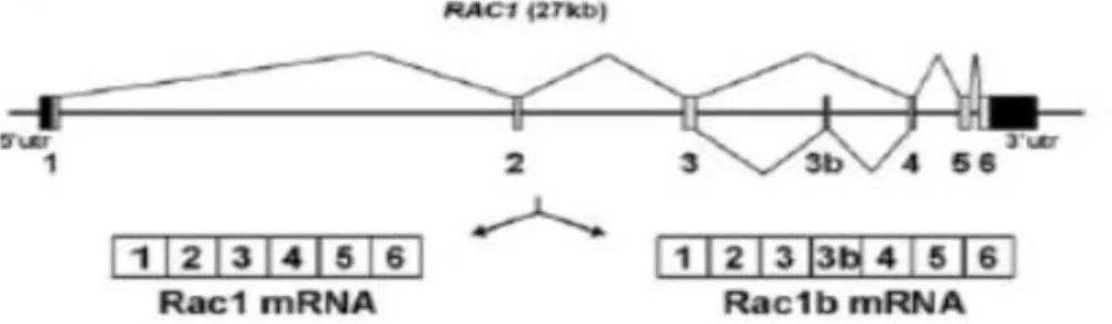 Figure I.3 - Alternative splicing of the small GTPase Rac1 in colorectal cells. 