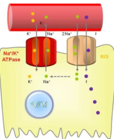 Figure  I.4  -  Iodide  uptake  function of NIS (from Ahn, 2012). 