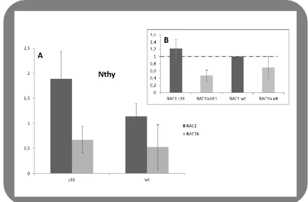 Figure  III.3  -  RAC1/1b  protein  expression  in  Nthy-ori  3-1  transfected  cells