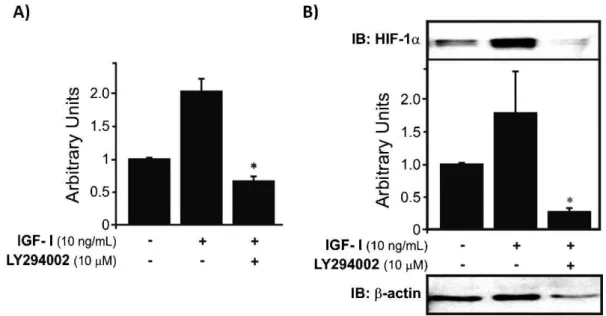 Figure 3 - HIF-1a mRNA expression and protein levels in human chondrocytes treated with IGF-II