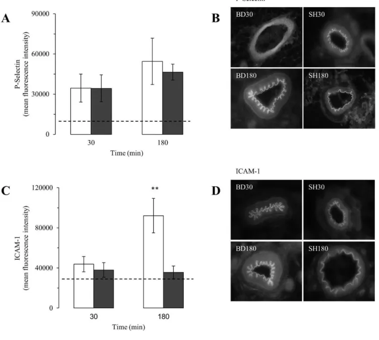 Figure 3 - Expression levels of P-selectin (A and B) and ICAM-1 (C and D) in the mesenteric microvessels in brain-dead (BD, white columns) and sham-operated (SH, gray columns) rats 30 and 180 min after the surgical procedure