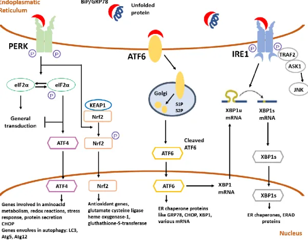 Figure I.1 – Schematic representation of the UPR.  Accumulation of unfolded proteins in the ER lumen results in  the  binding  of  GRP78/BiP  to  those  proteins,  with  consequent  release  of  UPR  stress  sensors  PERK,  ATF6  and  IRE1α