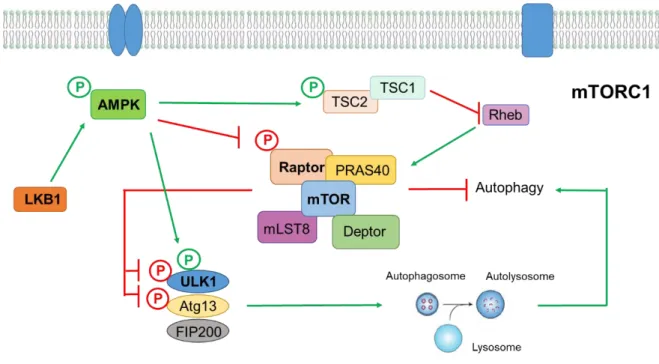 Figure I.2 - Simplified schematic representation of mTORC1 autophagy signalling pathway