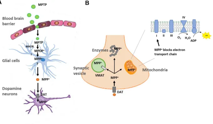 Figure  I.3  –  Schemactic  representation  of  MPTP  metabolism  and  intracelular  pathways