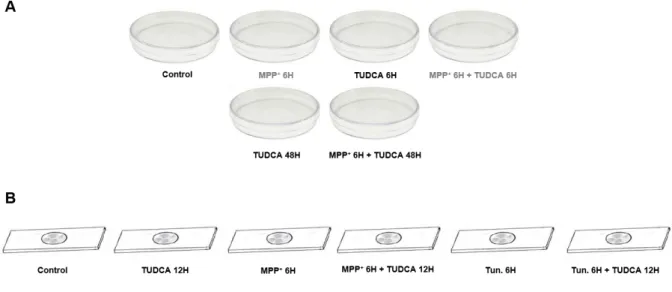 Figure II.2 – Different treatment conditions of N2a. Cells were plated as described above and after a 24h period  of  stabilization,  culture  medium  was  changed  and  N2a  cells  were  treated